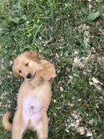 Grumpy, a male Golden Retriever for sale in Elizabethtown, KY – 4 of 9