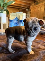 Rose, a female Bugg for sale in Elizabethtown, KY – Photo 9 of 10