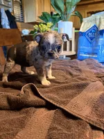 Rose, a female Bugg for sale in Elizabethtown, KY – Photo 8 of 10