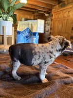 Rose, a female Bugg for sale in Elizabethtown, KY – Photo 5 of 10