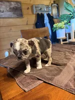 Rose, a female Bugg for sale in Elizabethtown, KY – Photo 4 of 10