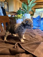 Rose, a female Bugg for sale in Elizabethtown, KY – Photo 7 of 10