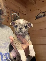 Rose, a female Bugg for sale in Elizabethtown, KY – Photo 2 of 10