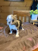 Rose, a female Bugg for sale in Elizabethtown, KY – Photo 3 of 10