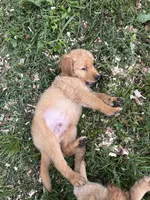 Grumpy, a male Golden Retriever for sale in Elizabethtown, KY – 8 of 9