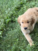 Bashful, a female Golden Retriever for sale in Elizabethtown, KY – 8 of 9
