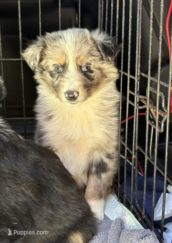 Blue Merle-opal – Australian Shepherd puppy for sale in Elizabethtown, KY