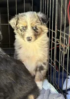 Blue Merle-opal, a female Australian Shepherd for sale in Elizabethtown, KY – 1 of 9