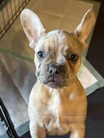 Merle -Duke, a male French Bulldog for sale in Sonora, KY – Photo 5 of 6