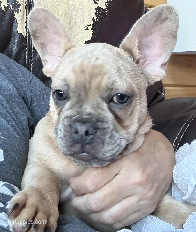  Duke-AKC-merle color – French Bulldog puppy for sale in Elizabethtown, KY