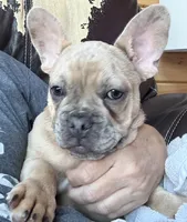  Duke-AKC-merle color, a male French Bulldog for sale in Elizabethtown, KY – Photo 6 of 10