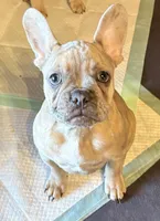 Merle -Duke, a male French Bulldog for sale in Sonora, KY – Photo 1 of 6