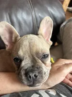  Duke-AKC-merle color, a male French Bulldog for sale in Elizabethtown, KY – Photo 10 of 10