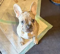 Merle -Duke, a male French Bulldog for sale in Sonora, KY – Photo 3 of 6