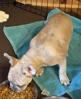 Merle -Duke, a male French Bulldog for sale in Sonora, KY – Photo 2 of 6