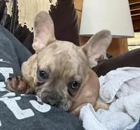  Duke-AKC-merle color, a male French Bulldog for sale in Elizabethtown, KY – Photo 2 of 10