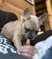  Duke-AKC-merle color, a male French Bulldog for sale in Elizabethtown, KY – Photo 4 of 10