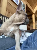  Duke-AKC-merle color, a male French Bulldog for sale in Elizabethtown, KY – Photo 9 of 10