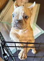 Merle -Duke, a male French Bulldog for sale in Sonora, KY – Photo 4 of 6
