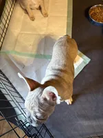 Merle -Duke, a male French Bulldog for sale in Sonora, KY – Photo 6 of 6