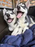 Heart, a female Siberian Husky for sale in Elizabethtown, KY – 5 of 10