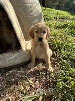 Princess, a female Golden Retriever for sale in Elizabethtown, KY – 8 of 10
