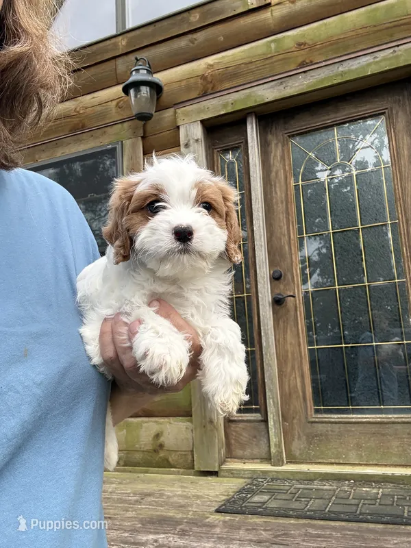 Lemon – Cavapoo puppy for sale in Elizabethtown, KY