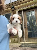 Lemon, a female Cavapoo for sale in Elizabethtown, KY – 1 of 7