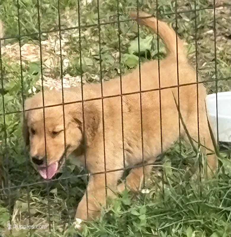 Grumpy – Golden Retriever puppy for sale in Elizabethtown, KY