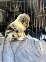 Blue Merle- Pearl, a female Australian Shepherd for sale in Elizabethtown, KY – 4 of 9