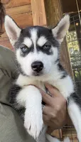 Heart, a female Siberian Husky for sale in Elizabethtown, KY – 2 of 10