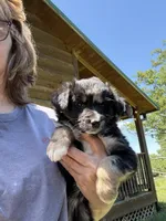 Bluish Merle tricolor -Onyx, a female Australian Shepherd for sale in Elizabethtown, KY – 6 of 8