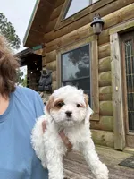 Coconut , a female Cavapoo for sale in Elizabethtown, KY – 5 of 9