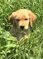Sleepy , a male Golden Retriever for sale in Elizabethtown, KY – 2 of 10