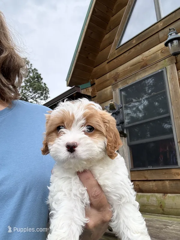 Peaches – Cavapoo puppy for sale in Elizabethtown, KY