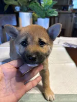 Scarlet (5), a female Shiba Inu for sale in Elizabethtown, KY – Photo 4 of 10