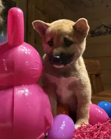 Scarlet , a female Shiba Inu for sale in Elizabethtown, KY – Photo 2 of 10