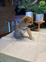 Scarlet (5), a female Shiba Inu for sale in Elizabethtown, KY – Photo 10 of 10