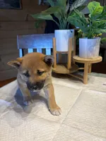 Scarlet (5), a female Shiba Inu for sale in Elizabethtown, KY – Photo 9 of 10