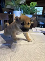 Scarlet (5), a female Shiba Inu for sale in Elizabethtown, KY – Photo 6 of 10