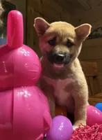 Scarlet , a female Shiba Inu for sale in Elizabethtown, KY – Photo 3 of 10