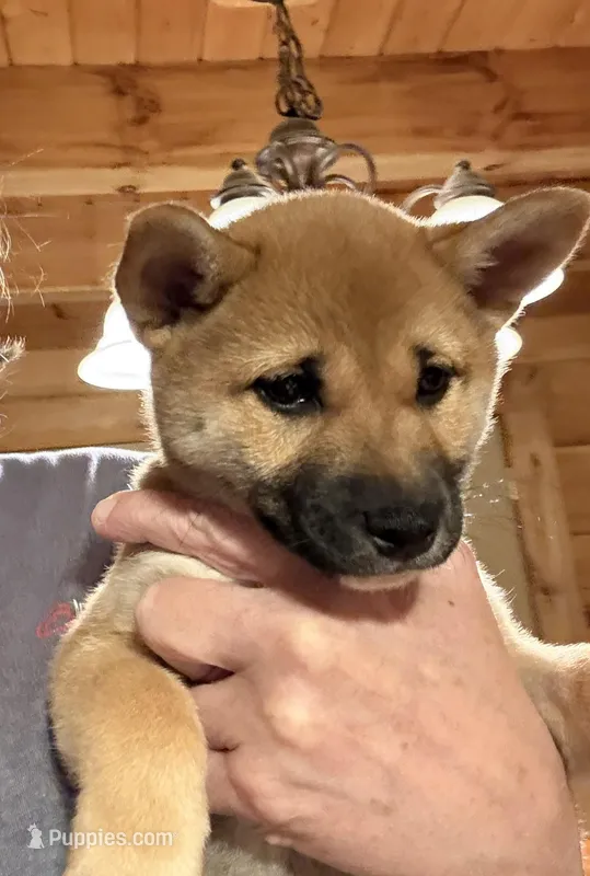 Scarlet  – Shiba Inu puppy for sale in Elizabethtown, KY