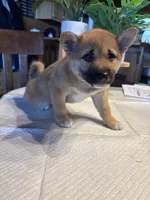 Scarlet (5), a female Shiba Inu for sale in Elizabethtown, KY – Photo 5 of 10