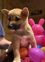 Scarlet , a female Shiba Inu for sale in Elizabethtown, KY – Photo 1 of 10