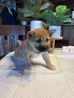 Scarlet (5), a female Shiba Inu for sale in Elizabethtown, KY – Photo 7 of 10