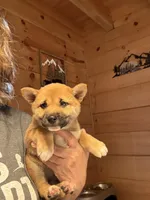 Scarlet (5), a female Shiba Inu for sale in Elizabethtown, KY – Photo 8 of 10