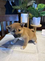 Scarlet (5), a female Shiba Inu for sale in Elizabethtown, KY – Photo 3 of 10