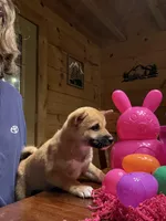 Scarlet , a female Shiba Inu for sale in Elizabethtown, KY – Photo 7 of 10