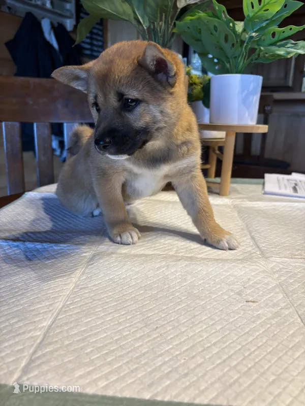 Scarlet (5) – Shiba Inu puppy for sale in Elizabethtown, KY