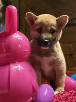 Scarlet , a female Shiba Inu for sale in Elizabethtown, KY – Photo 5 of 10